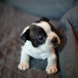 Buc - Brindle and white male Boston Terrier puppy in Seguin, Texas from Campos Farms