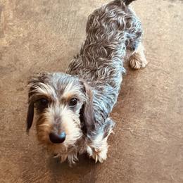 Birdie - Wild boar female Dachshund puppy in Belton, Texas from Dominos Ch Mini Dachshunds