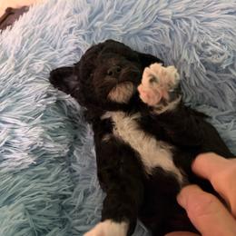 Buddy - Black male Poodle puppy in Brandenburg, Kentucky from Paradise Poodles