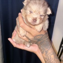 Lilo - Chocolate merle female Pomeranian puppy in Okmulgee, Oklahoma from 918 Pomeranians