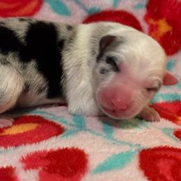 Male 1 - White and blue merle male Border Collie puppy in Roanoke, Virginia from Romestar performance K9