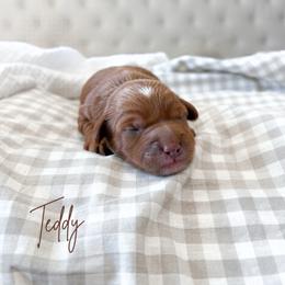 Teddy - Red  male Goldendoodle puppy in Vancouver, Washington from Pnwfamilydoodles