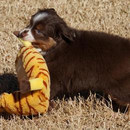 Red Tri Male - Red tri male Miniature Australian Shepherd puppy in Lawton, Oklahoma from Lindsey’s Aussies