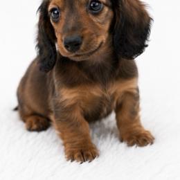 Biscuit - Red male Dachshund puppy in Desloge, Missouri from Snows Doxies