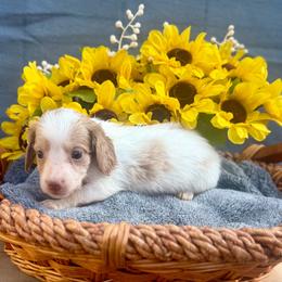 Mickey - Cream male Dachshund puppy in Sparta, Tennessee from Clemons Mini Dachshunds of Tennessee