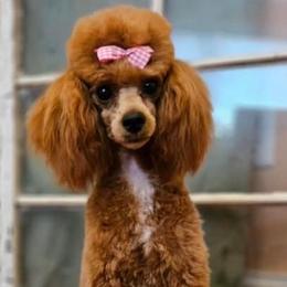 Lady Bug - Poodle