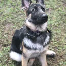 German Shepherd Puppies from Wolves Den Ranch