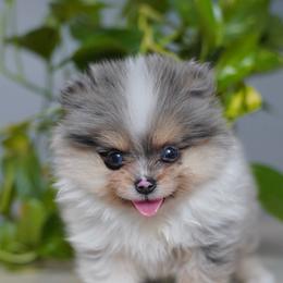 Bubbles - Tri-colored male Pomeranian puppy in Santa Clarita, California from Hollywood Mini Pets