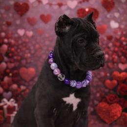 Tawny - Black female Cane Corso puppy in Russellville, Missouri from Soaring Royalty Canines LLC