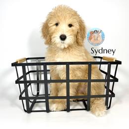 Aussiedoodle and Goldendoodle Puppies from Dandy Doodle Ranch