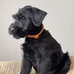 Boy 2 - Orange Collar - Black male Giant Schnauzer puppy in St George, Utah from Schnauzer Ranch