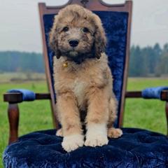 Phineas (Finn) - Sable male Saint Berdoodle puppy in Battle Ground, Washington from Mad Hatter Farms Saint Berdoodles