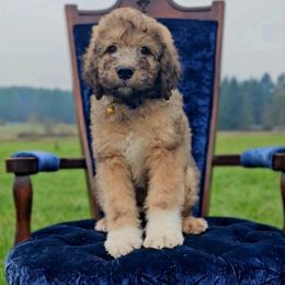 Phineas (Finn) - Sable male Saint Berdoodle puppy in Battle Ground, Washington from Mad Hatter Farms Saint Berdoodles