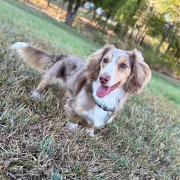 Spanky - Dachshund