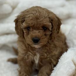 Girl 4 - female Poodle puppy in Washington, Indiana from Sugarland Puppies