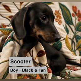 Scooter - Black and tan male Dachshund puppy in Phoenix, Arizona from The Long Dog Lounge
