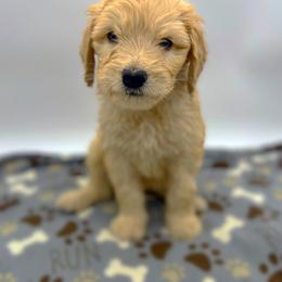 Mrs. McGillicuddy - Goldendoodle puppy in Lancaster, Minnesota from North Star Dog Training