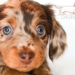 Dachshunds from LHC Dachshunds