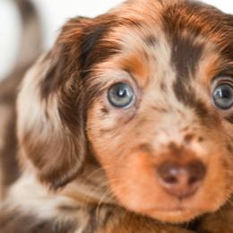 Dachshunds from LHC Dachshunds