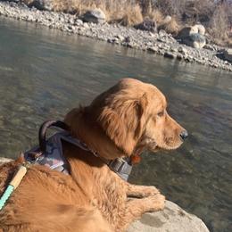 Golden Retriever All Grown Up from Duck Dogs Colorado