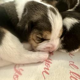 1st Choice Baby Girl - Black white and tan female Beagle puppy in Monticello, Georgia from Beaglelove