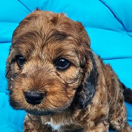 Zues - Merle male Cockapoo puppy in Indiahoma, Oklahoma from Phamily Doodles