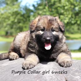 2nd Pick female - Sable female German Shepherd puppy in Elkmont, Alabama from Oakmont Shepherds