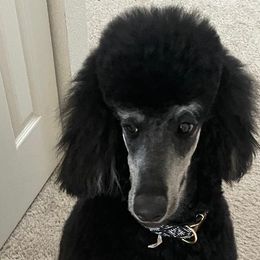 Poodles from Peyton Poodles