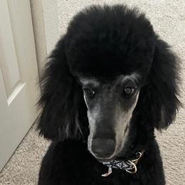 Poodles from Peyton Poodles