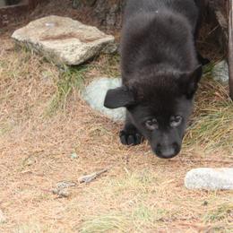 German Shepherd Puppies from Thornock Shepherds
