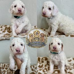Girl 1 - Red  female Goldendoodle puppy in Sanger, California from Delta Doodless
