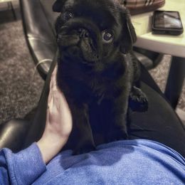 Pug Puppies from Triptych Kennels