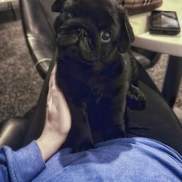 Pug Puppies from Triptych Kennels