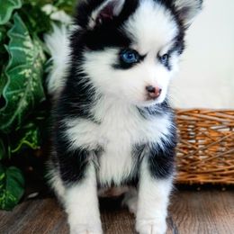 Pomsky Puppies from Arctic Star Pomskies