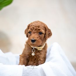 Goldendoodle Puppies from Herrera Family