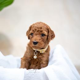 Goldendoodle Puppies from Herrera Family