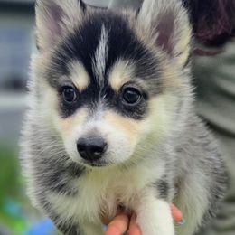 Spitfire - Gray and white female Pomsky puppy in Kennewick, Washington from Nebula Ranch Pomskies