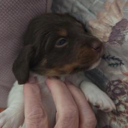 Ink spot - Piebald male Dachshund puppy in Kirtland, New Mexico from EZ 2 Love Dachshunds