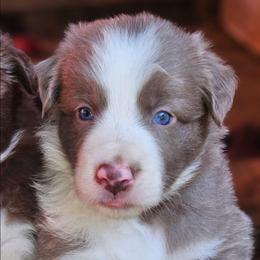 Preston - Orange Collar - Lilac male Border Collie puppy in Courtland, Alabama from C Bar C Ranch Border Collies