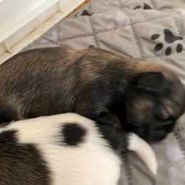 Prince - Brindle female Shih Tzu puppy in Memphis, Tennessee from Lady and the Tramp