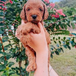 Bentley - Red  male Goldendoodle puppy in Jacksonville, Florida from First Coast Goldendoodles