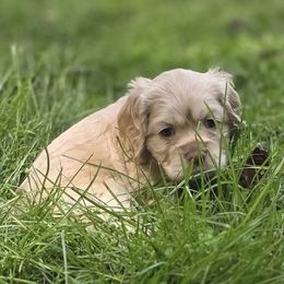 Cassie - Buff female Cocker Spaniel puppy in Winston Salem, North Carolina from Cocker Cottage