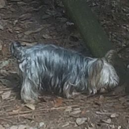 Jaybird - Yorkshire Terrier