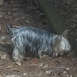 Jaybird - Yorkshire Terrier