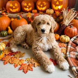 Pickle - AKC - Apricot male Poodle puppy in Haines City, Florida from Noelle Poodles