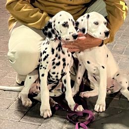 Dalmatian puppies from Renov Dalmatian Plantation