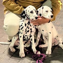 Dalmatian puppies from Renov Dalmatian Plantation