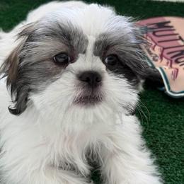 Little Tony - Tricolor male Shih Tzu puppy in Orlando, Florida from Shih Tzu Puppy in Orlando
