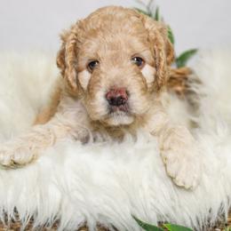 Australian Mountain Doodle, Bernedoodle, and Goldendoodle Puppies from Wynterwood Doodles
