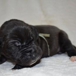 Rebel - Black and white female Great Dane puppy in Chapmansboro, Tennessee from Balthrop Bend Farms